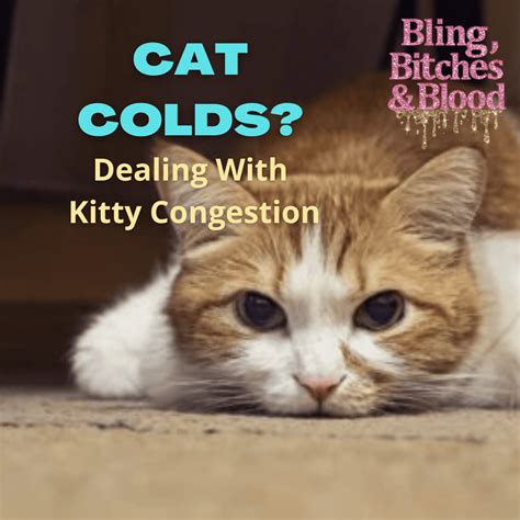 Cat Colds How To Cure Cat Colds And Upper Respiratory Congestion