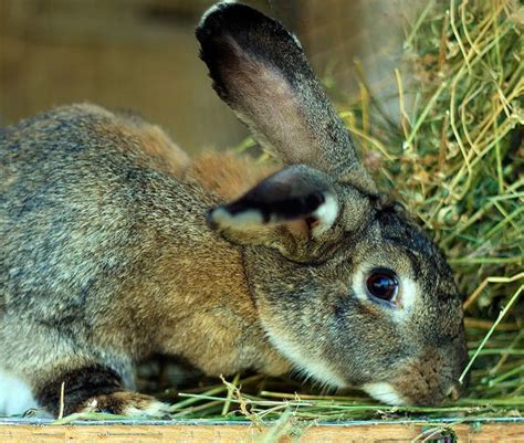 Free Images Pet Mammal Fauna Domestic Animal Hare Pets Animals