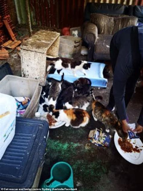 Feral Cats Overrun Kingsford Home And Authorities Threaten To Euthanise