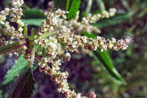 Hand sanitizer products containing urtica dioica (nettle) leaf extract filters. Las flores silvestres de Hormaza: Urtica dioica