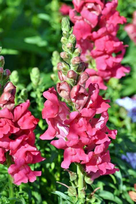 How To Grow Snapdragons Plant Growing Dragon Flowers Snapdragons