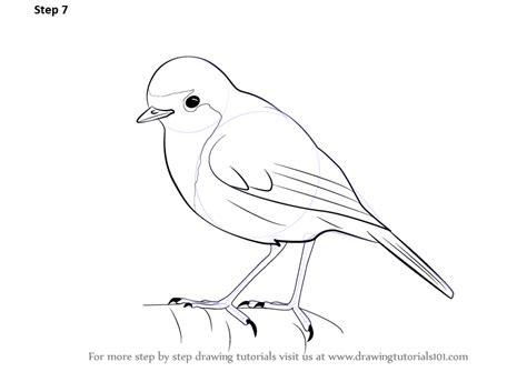 Learn How To Draw A Robin Birds Step By Step Drawing Tutorials