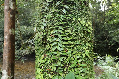 Plant Adaptations In The Tropical Rainforest Tropical Rainforest