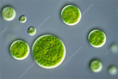 Chlorella Sp Green Algae Light Micrograph Stock Image C054 4873 Science Photo Library