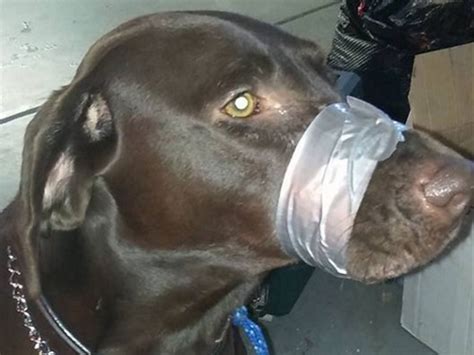 Woman Who Duct Taped Dogs Mouth Shut Charged With Animal Cruelty