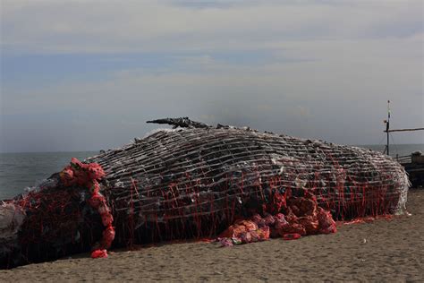 Dead Whale Of The Philippines Reminds Us That Ocean
