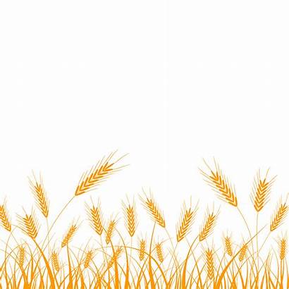 Wheat Field Silhouette Clipart Clip Rice Graphic