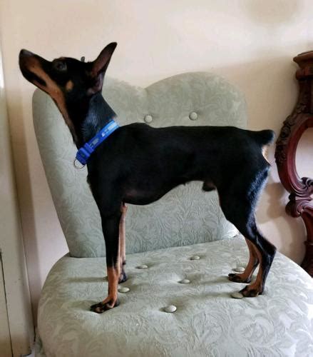 Desoto Miniature Pinscher Young Adoption Rescue For Sale In