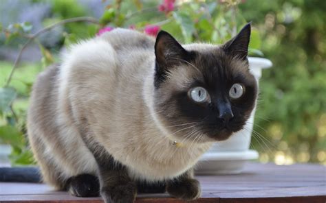 Beautiful Siamese Cat Saw Someone Wallpapers And Images