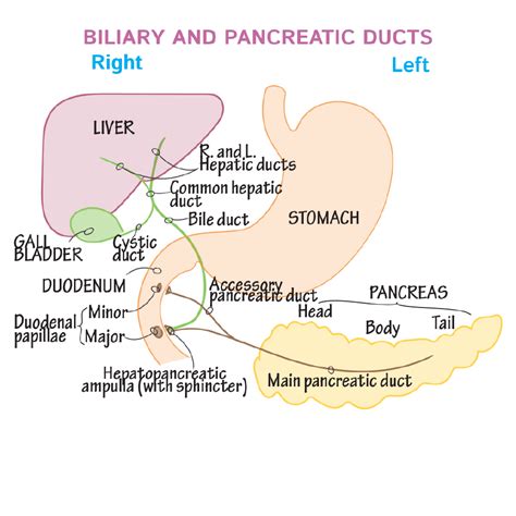 Gross Anatomy Glossary Liver Gallbladder And Pancreas Ducts