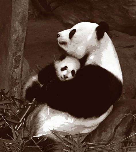 Panda Love Mom And Baby Quadtone Art Print By Elaine Plesser Panda