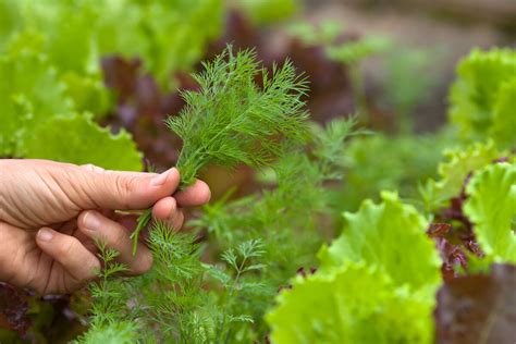 Growing Dill Plants Care Tips And More Kellogg Garden Organics
