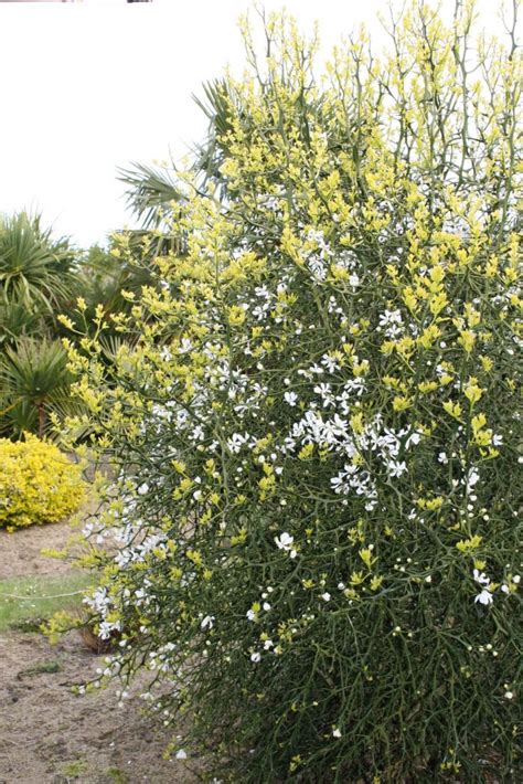 PONCIRUS* trifoliata - Grandiflora