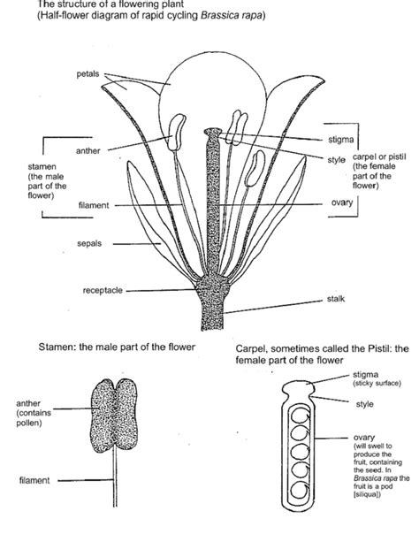 The Structure Of Flowers Science Plants For Schools