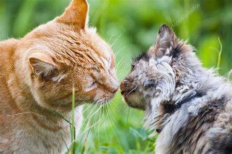 Cat Kiss — Stock Photo © Vinciber1 5370605