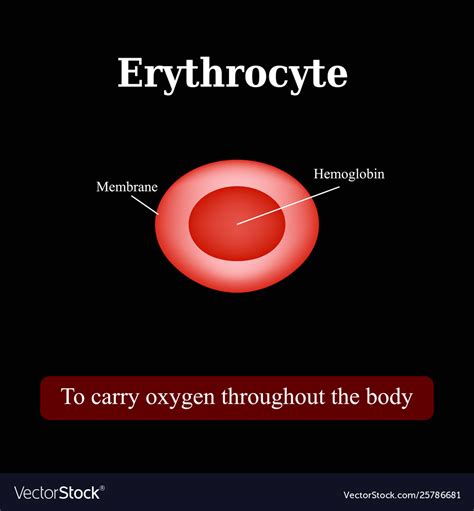 The Structure Red Blood Cell Erythrocyte Vector Image
