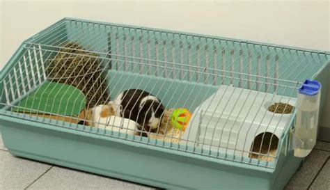 Guinea Pig Cages For Two Cheap Bruin Blog
