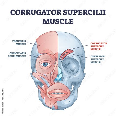 Corrugator Supercilii Muscle Anatomy For Eyebrows Movement Outline