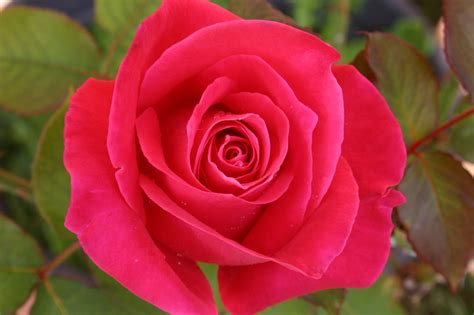 Rosa Flor Flores Rosas De Foto Gratis En Pixabay