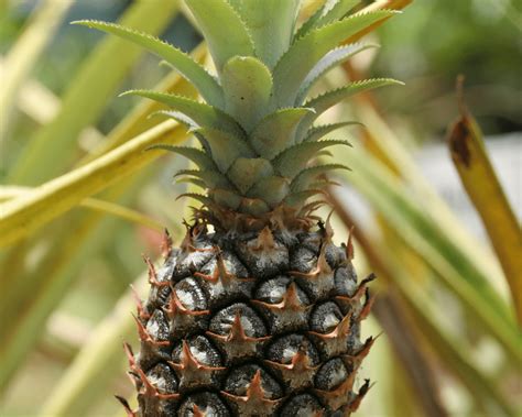Tips For Growing Tropical Fruit Pineapples In San Antonio