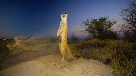 Bbc Earth The Truth About Meerkats