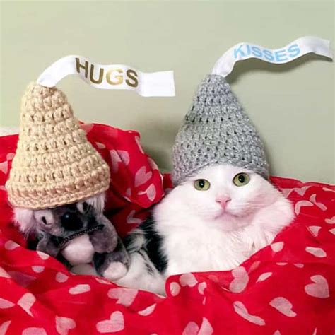 32 Insanely Adorable Cats Wearing Hats