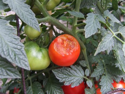 How To Spot And Correct Tomato Problems Hgtv