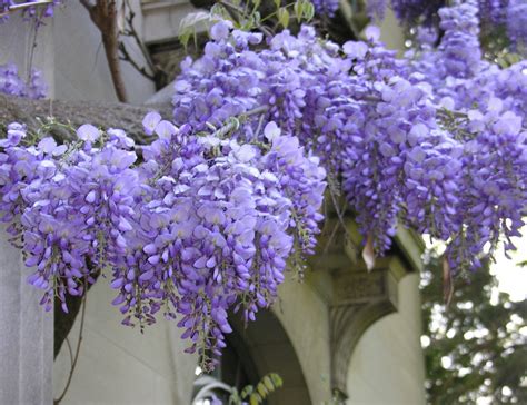 We did not find results for: 50+ Purple Chinese Wisteria Seeds - PURPLE WISTERIA ...