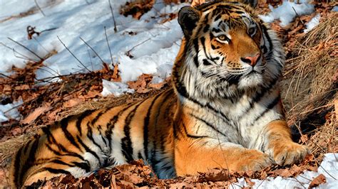 Fugitive Amur Tiger Caught Roaming Near Residential District In Russian