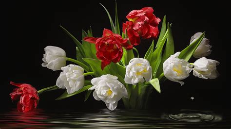 1920x1080 Tulips Water Drops Still Life Beauty Flowers