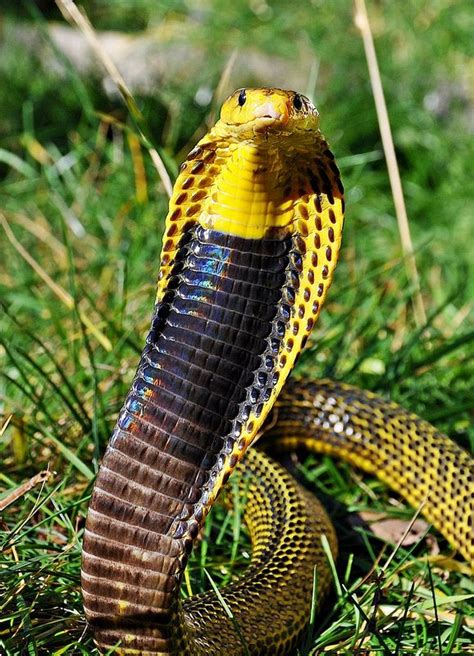 Visayan Cobra Rare Species Beautiful Snakes Deadly Animals
