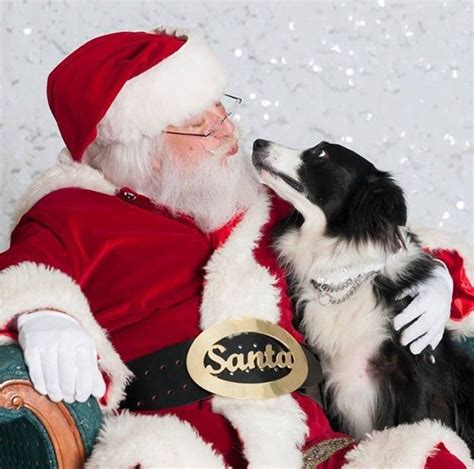 19 Christmas Cards Ideas For Your Pets Christmas Pet Photos