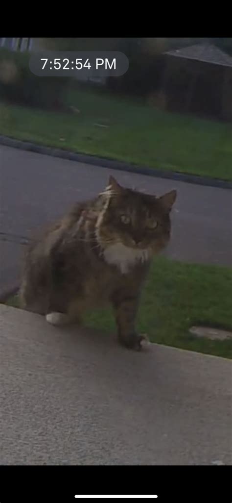 Found Cat Unknown In Trumbull Ct Lost My Kitty