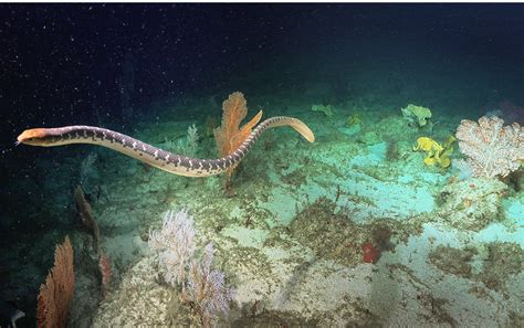 9 Verbluffende Beelden Van Het Leven In De Diepzee Vastgelegd Door Een Waterrobot Science