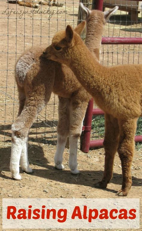 Raising Alpacas Have You Ever Thought About Adding Alpacas To Your