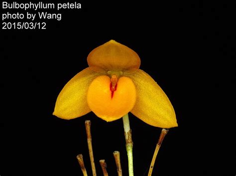 Bulbophyllum Petela