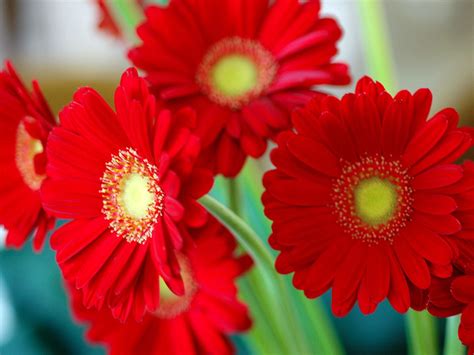 Red Flowers ~ Flowers Wallpapers