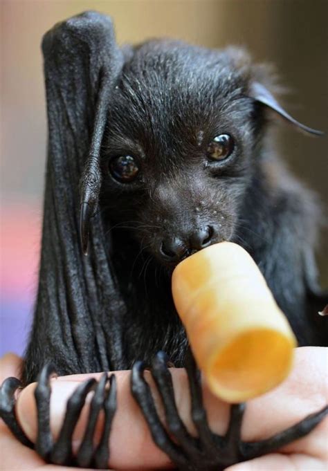 We Totally Appreciate These Photos Of Baby Bats Cute Animals Baby