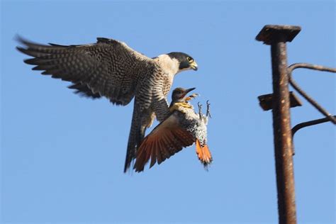 Let Me Show You The World Peregrine Falcon With Northern Flicker