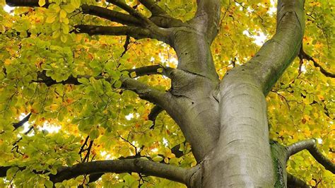 Beech Tree Facts And Information Youtube