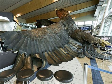 Giant eagle & amazon collaborate. Giant eagle sculpture crashes from New Zealand airport ...