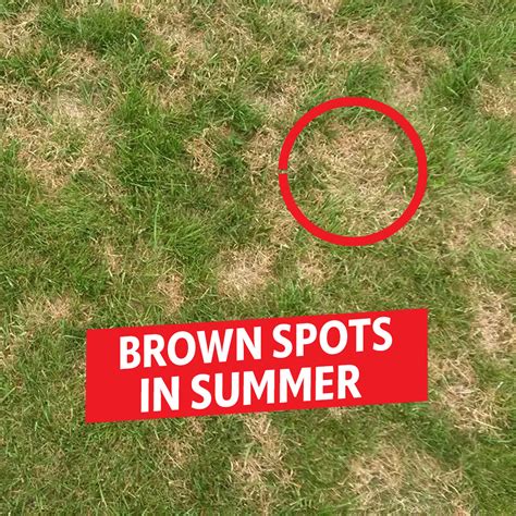 Why Are There Brown Spots In My Grass Causes And Solution Why Are