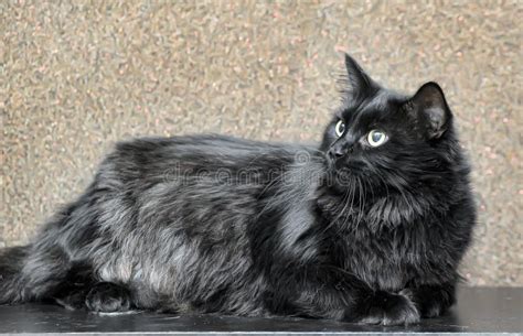 Thick Fluffy Black Cat Stock Image Image Of Front Chantilly 126400917