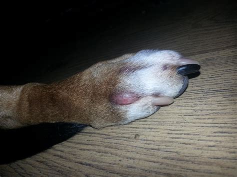 Their feet are what they use to explore the world so especially for an active dog, this can really be hard on them. Cancerous Cyst On Dog S Paw - Goldenacresdogs.com