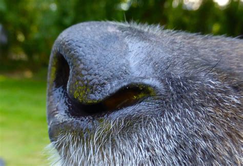 In this tutorial i am explaining how to draw a realistic dog nose with graphite p. Pedigree Dogs Exposed - The Blog: AKC: a nose for flummery