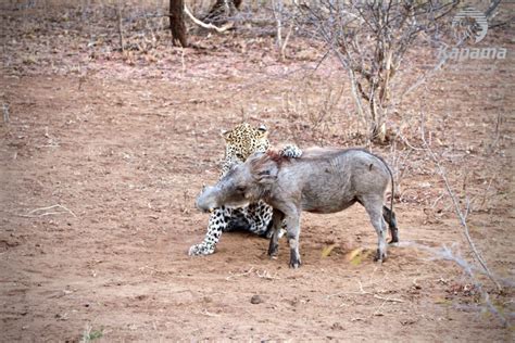 Leopard Attacks Warthog Kapama Blog