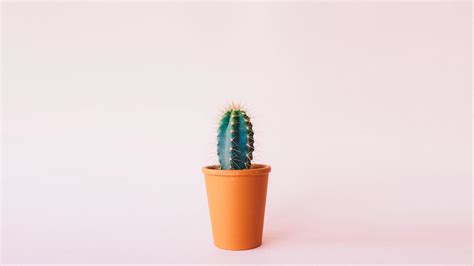 Minimalist Cactus Wallpaper