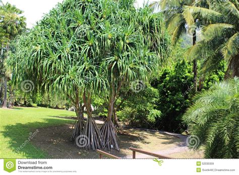 Pandanus Tectorius Tree With Growing Fruits On It At The Tropical
