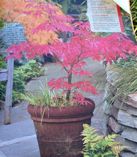 We did not find results for: Japanese maple in a pot | Japanese garden, Container ...