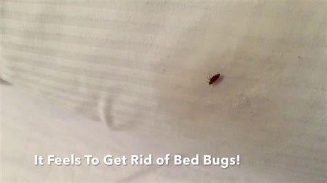 Got Bed Bugs This Residual Keeps Killing Them Even When You Sleep
